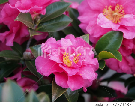 サザンカ 山茶花 の写真素材