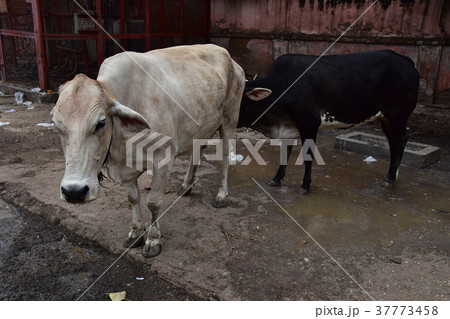 インドのニューデリー メインバザールの牛 インドのニューデリー メインバザールの牛 37773458