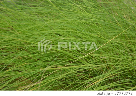 Beautiful green grass nature background. Beautiful green grass nature background. 37773772