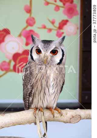 コノハヅク コノハヅク 37773809