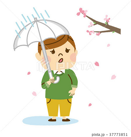 お花見　雨でかなしむ男性 37773851