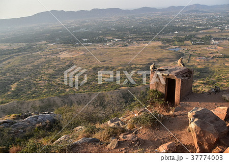 インドのプシュカル　山頂のヒンドゥー寺院から見たプシュカルの街並み　ハマヌーン・ラングールの群れ 37774003