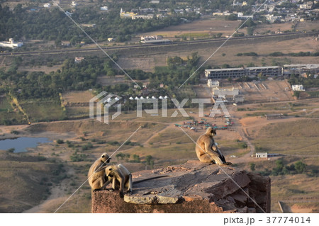 インドのプシュカル 山頂のヒンドゥー寺院から見たプシュカルの街並み ハマヌーン・ラングールの群れ インドのプシュカル 山頂のヒンドゥー寺院から見たプシュカルの街並み ハマヌーン・ラングールの群れ 37774014