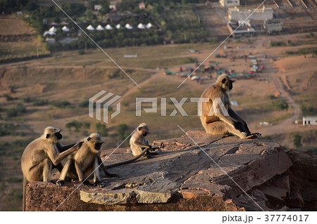 インドのプシュカル　山頂のヒンドゥー寺院から見たプシュカルの街並み　ハマヌーン・ラングールの群れ 37774017