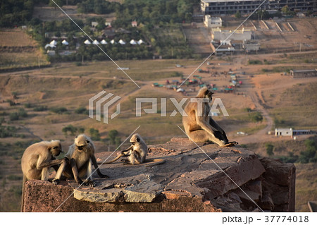 インドのプシュカル　山頂のヒンドゥー寺院から見たプシュカルの街並み　ハマヌーン・ラングールの群れ 37774018