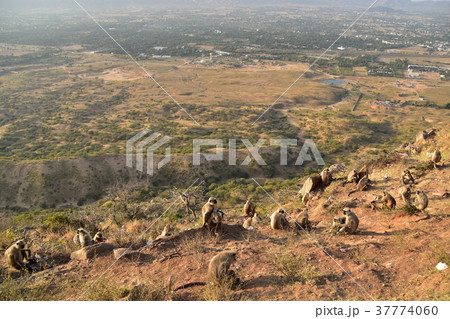 インドのプシュカル　山頂のヒンドゥー寺院から見たプシュカルの街並み　ハマヌーン・ラングールの群れ 37774060