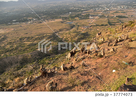 インドのプシュカル　山頂のヒンドゥー寺院から見たプシュカルの街並み　ハマヌーン・ラングールの群れ 37774073