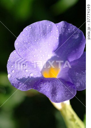 花 フラワー お花 37774149