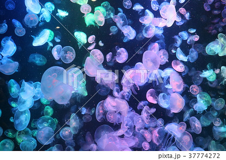 加茂水族館のクラネタリウム 加茂水族館のクラネタリウム 37774272