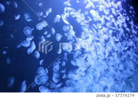 加茂水族館のクラネタリウム 加茂水族館のクラネタリウム 37774274