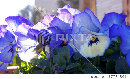16：9　プランターに咲くパンジー 37774391