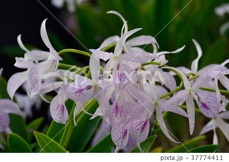 カトレア(ブラソカトレア マイカイ) カトレア(ブラソカトレア マイカイ) 37774411