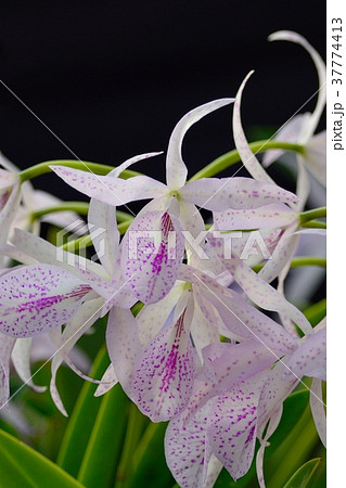 カトレア(ブラソカトレア マイカイ) カトレア(ブラソカトレア マイカイ) 37774413