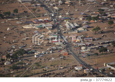 インドのプシュカル 山頂のヒンドゥー寺院から見たラクダ祭の様子 ラクダの群れ インドのプシュカル 山頂のヒンドゥー寺院から見たラクダ祭の様子 ラクダの群れ 37774622