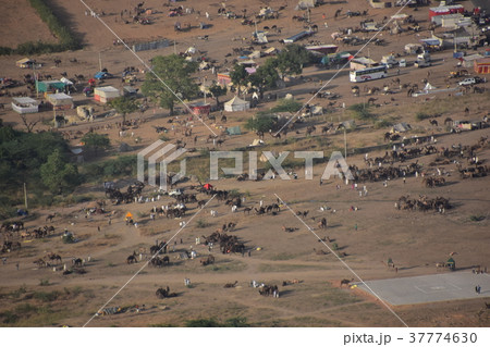 インドのプシュカル 山頂のヒンドゥー寺院から見たラクダ祭の様子 ラクダの群れ インドのプシュカル 山頂のヒンドゥー寺院から見たラクダ祭の様子 ラクダの群れ 37774630
