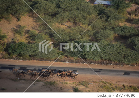 インドのプシュカル 山頂のヒンドゥー寺院から見たラクダ祭の様子 ラクダの群れの移動 インドのプシュカル 山頂のヒンドゥー寺院から見たラクダ祭の様子 ラクダの群れの移動 37774690