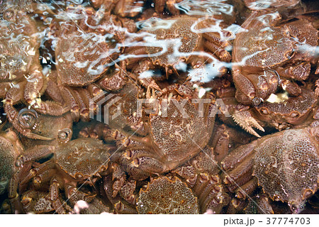 活毛ガニ 活毛ガニ 37774703