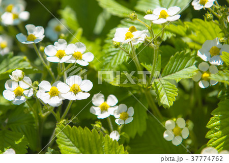 strawberry flowers garden 37774762