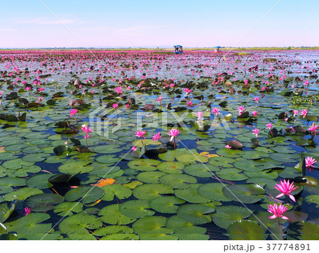 Red Lotus Sea (Nong Han Kumphawapi Lake) Red Lotus Sea (Nong Han Kumphawapi Lake) 37774891