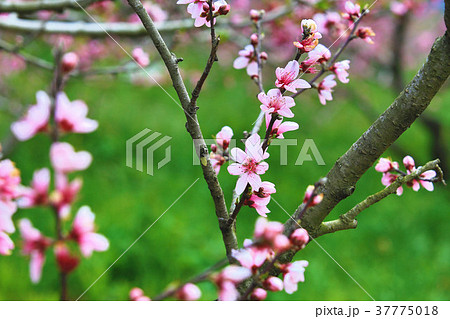 モモの花 はなもも 桃花 37775018