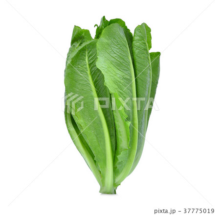 fresh baby coslettuce isolated on white background 37775019