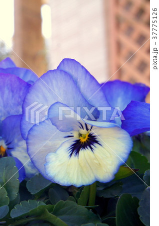 プランターに咲くパンジー 37775126