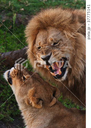 lions feelings 37775141