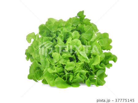 fresh green oak lettuce salad leaves isolated  37775145