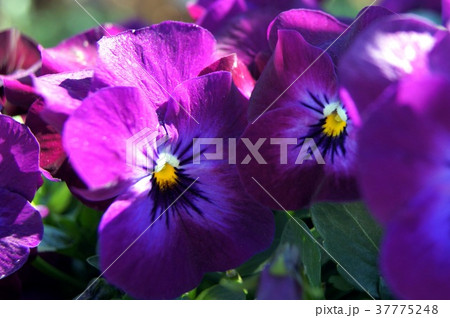 プランターに咲くパンジー 37775248