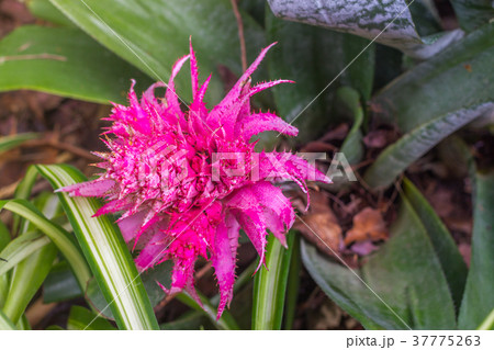 Pink Bromeliad, Aechmea Fasciata Bloom 37775263