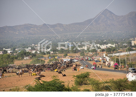 インドのプシュカル　丘の上のヒンドゥー寺院から見たラクダ祭の様子と街並み　休憩するラクダの群れ　 37775458