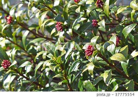 沈丁花の蕾 1月 の写真素材