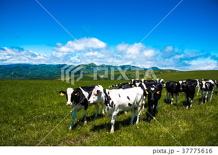 北海道の牧場　牛　乳牛 37775616