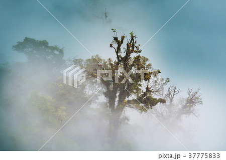 Foggy jungle 37775833