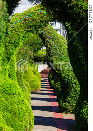 Garden in Costa Rica Garden in Costa Rica 37775834