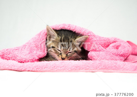 ピンクのタオルにくるまって寝る子猫 37776200