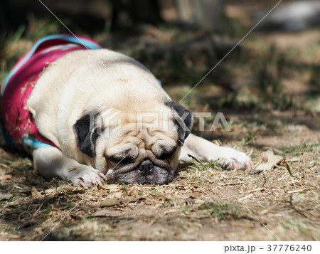 portraits photo of a lovely white fat cute pug dog portraits photo of a lovely white fat cute pug dog 37776240