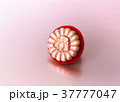 弁理士バッジ 37777047