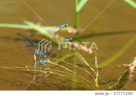 ホソミイトトンボ（2組・産卵中） 37777200