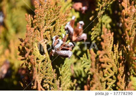 コノテガシワの割れた球果 37778290
