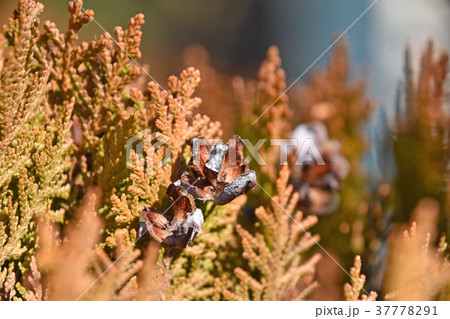 コノテガシワの割れた球果 37778291