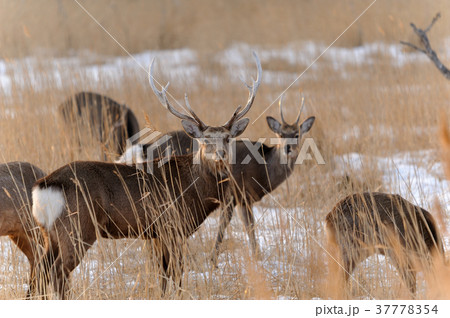 冬の蝦夷鹿 37778354
