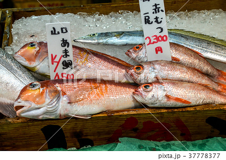 甘鯛とアカムツ 甘鯛とアカムツ 37778377