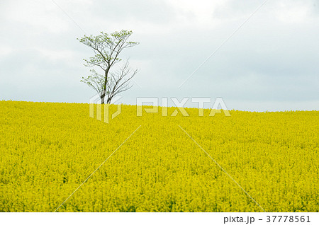 菜の花の丘 37778561