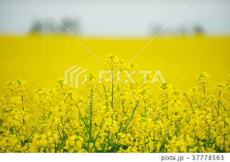 菜の花の丘 37778563