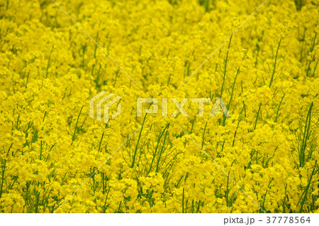 菜の花の丘 37778564