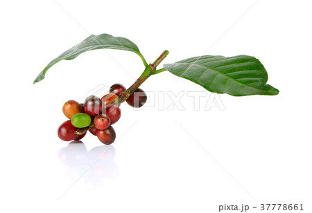 Red coffee beans on a branch of coffee tree 37778661