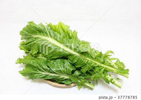 高菜 高菜 37778785