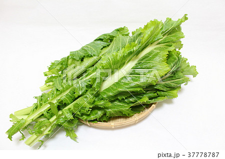 高菜 高菜 37778787