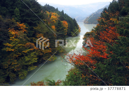 11月 紅葉の井川湖 大井川上流のダム湖の写真素材